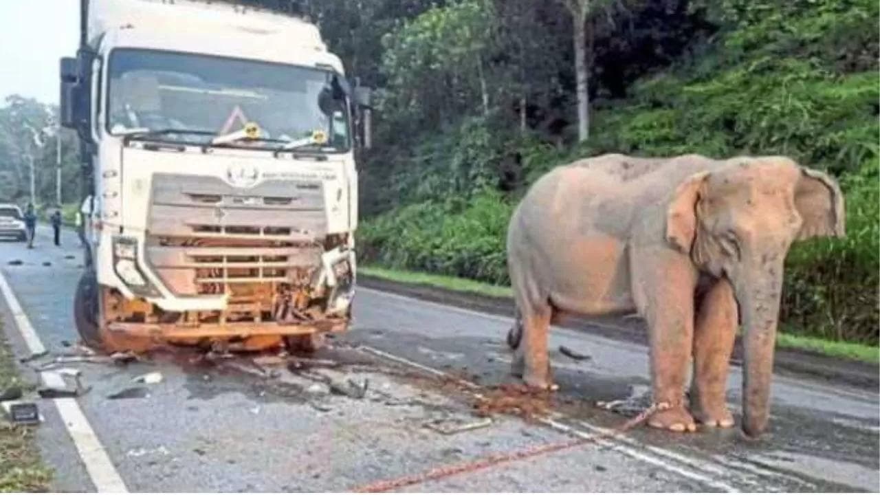 Anak Gajah Tertabrak Truk di Malaysia, Induknya Tetap Setia!